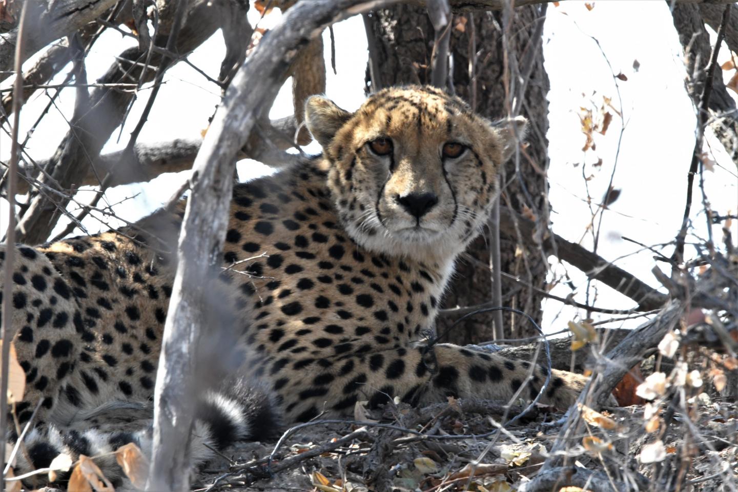 Cheetah staring